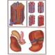 Människokroppens organ, matsmältningen OH-Bilder