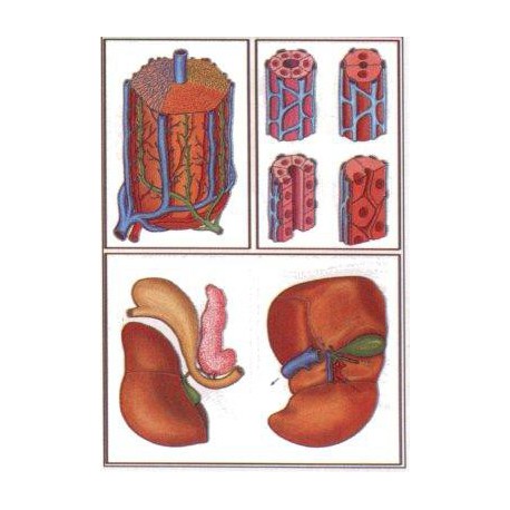 Människokroppens organ, matsmältningen OH-Bilder