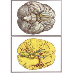 Nervsystemet del II OH-Bilder
